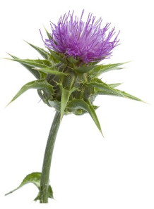 Silybum Marianum Extract...