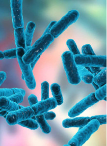  Bacillus Coagulans (100 billion/g) (Freeze-dried)