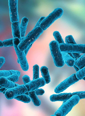 Bacillus Coagulans (100 billion/g) (Freeze-dried)