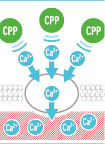 Casein phosphopeptide (CPP)