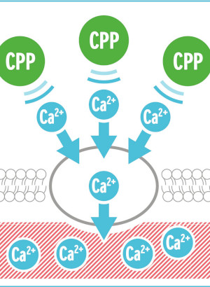Casein phosphopeptide (CPP)
