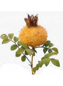 RoseShield™ (Rosa Roxburghii Fruit Extract)