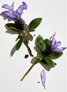 Bakuchiol (Natural Retinol)