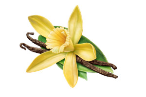 Vanilla Flavor (Water Soluble Powder)