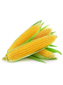  Corn Flavor (Water Soluble Powder)