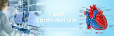 Heart, Cardiovascular