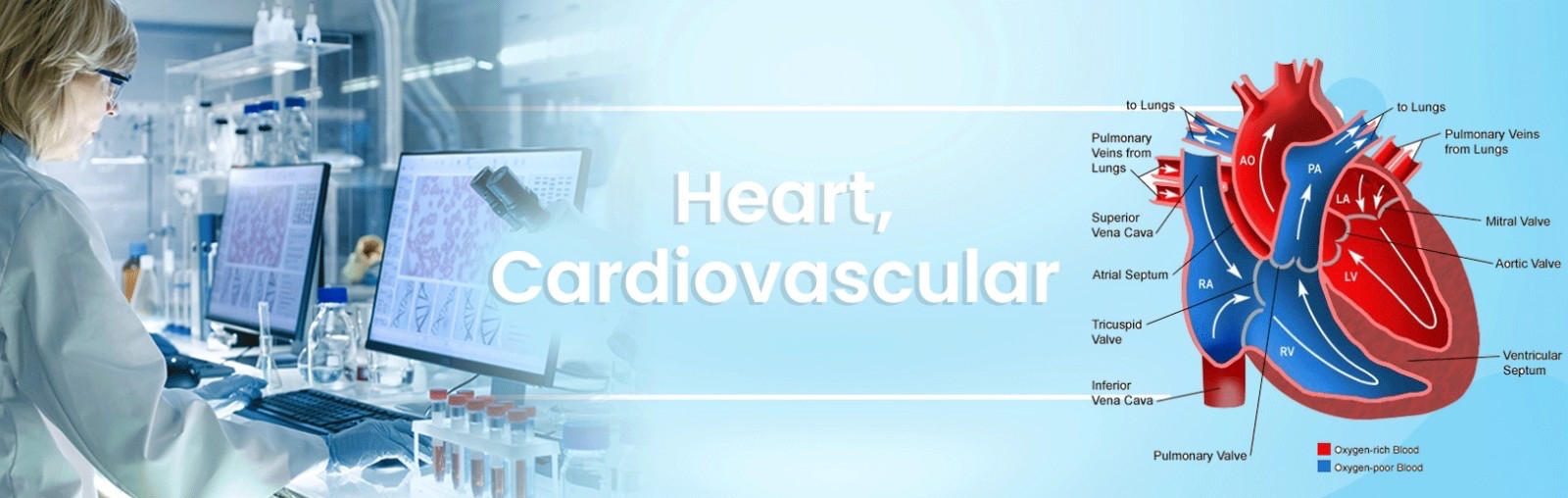 Heart, Cardiovascular