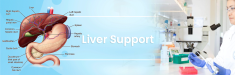 Liver Support