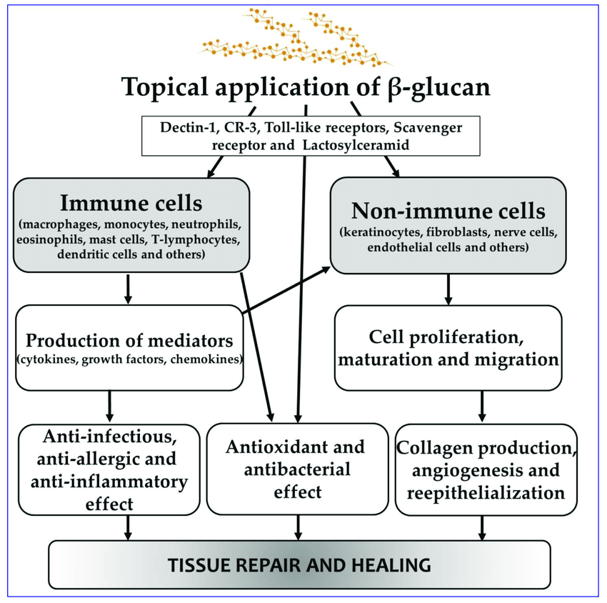 Beta Glucan 90% (Oat Extract, Water-Soluble)