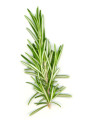 Rosemary Flavor (Water Soluble Powder)