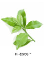 Hi-EGCG™ (Green Tea Extract)