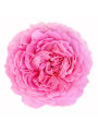 Cabbage Rose (Rosa Centifolia) Extract
