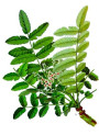 Boswellia Serrata Extract (Boswellic Acid)