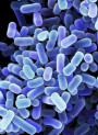 Lactobacillus plantarum (400 billion/g) (Freeze-dried)