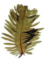 Wakame Extract (Brown Sea Weed)