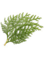 Japanese Cedar (Cryptomeria Japonica Bud Extract)