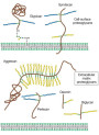 Glycosaminoglycans (Pure Powder)