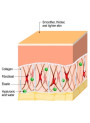 Atelocollagen (Pure Native 100% from Bovine, Undenatured)