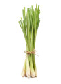 Citronella Oil (Synthetic, Economy)
