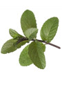 Patchouli Oil (Indonesia)