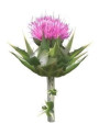 Silybum Marianum Fruit Extract (Water Soluble Powder)