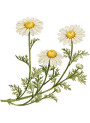 Natural Bisabolol (Brazil Chamomile)