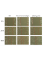 SRHC XVII (Recombinant human collagen type XVII, a1)