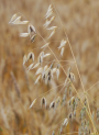 Avena sativa (Oat) Extract (Water Soluble)