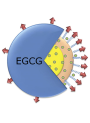ActiveRelease™ EGCG (Epigallocatechin Gallate 20% Encapsulation)