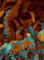 Bifida Repair Complex™ (Bifida Ferment Lysate, High Conc)