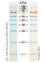 Protein Size Measurement (8.5KDa - 100KDa, SDS-PAGE)