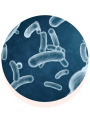 YogurtFirm™  (Yogurt Extract)
