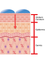 Hyaluronic Acid (Super Low Molecule, 7000daltons)