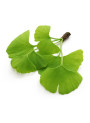 HydroGinkgo™ (Ginkgo Extract, 1% Flavones, 0.25% Lactones)