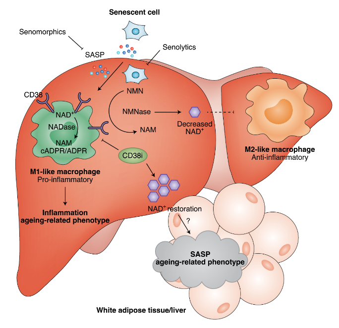 Micromul™ CD38 (Dihydroquercetin Microemulsion)