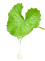 LipX®-Centella Oil (CICA Oil)