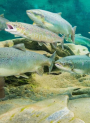Pep-Marine Placenta™ (Salmon Ovary Peptide)