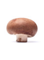 Poly-Protect (Hydrolyzed Sclerotium Gum)