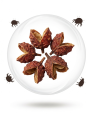 Pure-Xanthoxylin™ (Mite-Repellent)
