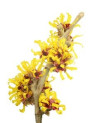 Witch Hazel (Distillate - Alcohol Free, Paraben Free)