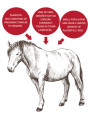 Horse Placenta รกม้าสกัด