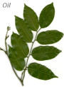 Peru Balsam Oil