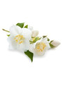 Jasmine Grandiflorum Absolute