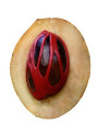 Mace Oil (Kernel)