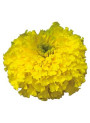 Tagetes Oil