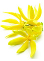Ylang Ylang Oil (Flower)