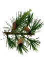 Cedarwood Oil (India)