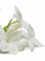 Jasmine Petal