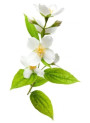 Jasmine Fresh