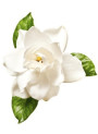 Gardenia 1